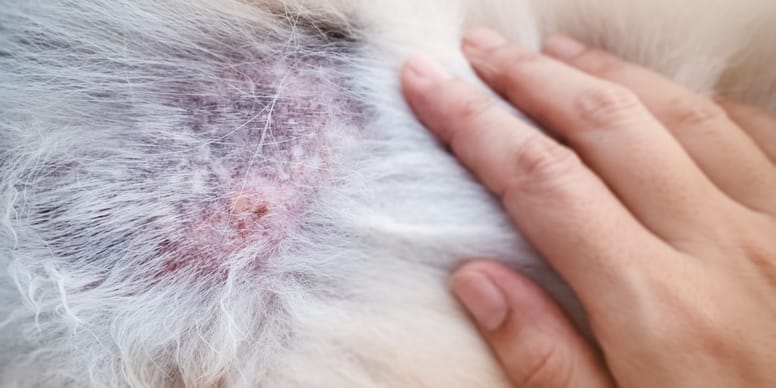 Malassezien beim Hund Verstehen, erkennen und behandeln Malassezien beim Hund Verstehen, erkennen und behandeln
